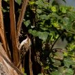 Grimpereau des jardins apportant un insecte dans son nid